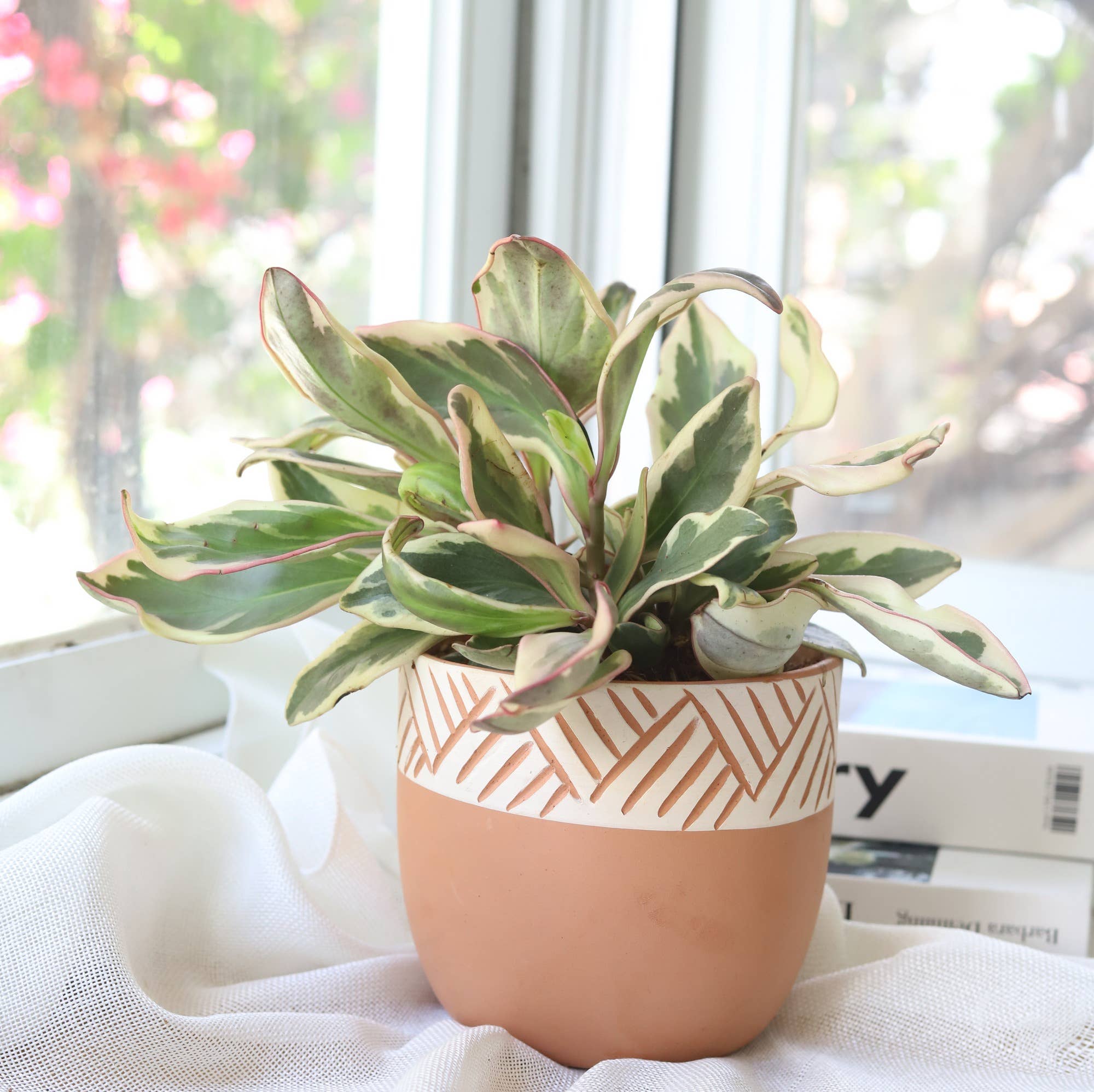 Best Plant Friend - Wholesale Live Plant - Peperomia Clusiifolia Ginny 4/6in - Easy to Care Houseplant2