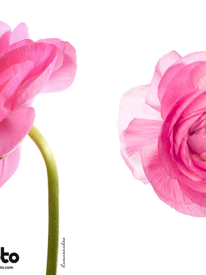 Carnet FLOWERS Ranunculus pour la vente par Talfoto Studio