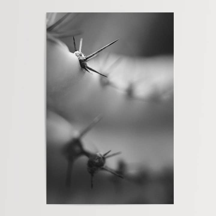 Spike, a Modern Black & White Botanical Fine Art Print for wholesale by Rachel Richards Fine Art