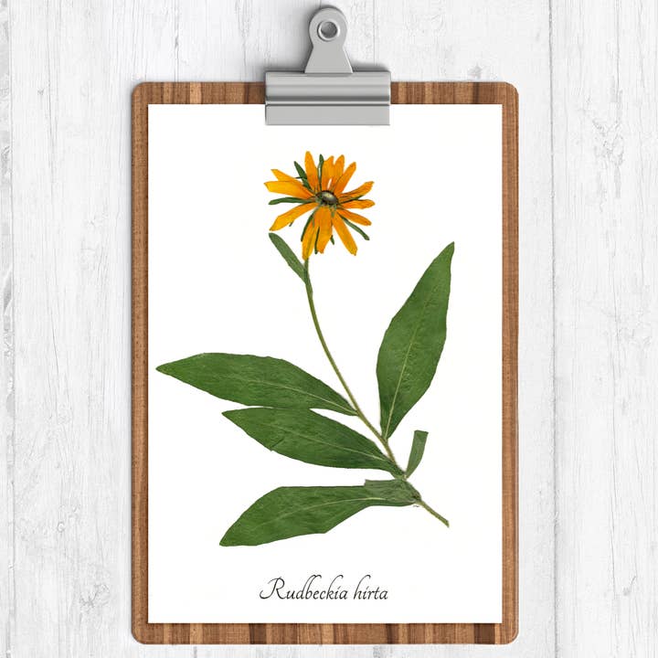 Black Eyed Susan Botanical Print for wholesale by Ecobota