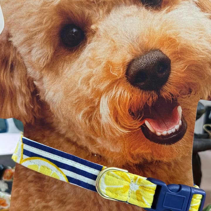 Little Barks Boutique - Wholesale Pet Collar - Dog - Dog Collar - Summer lemon-aide2