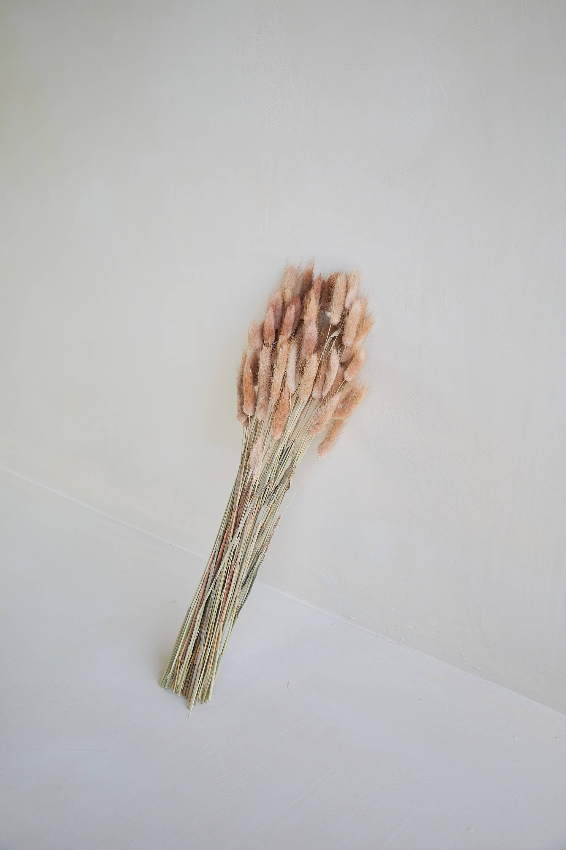 For Love Of Pampas - Wholesale Dried/Pressed Flowers - Bunny Tails in Red Bean2
