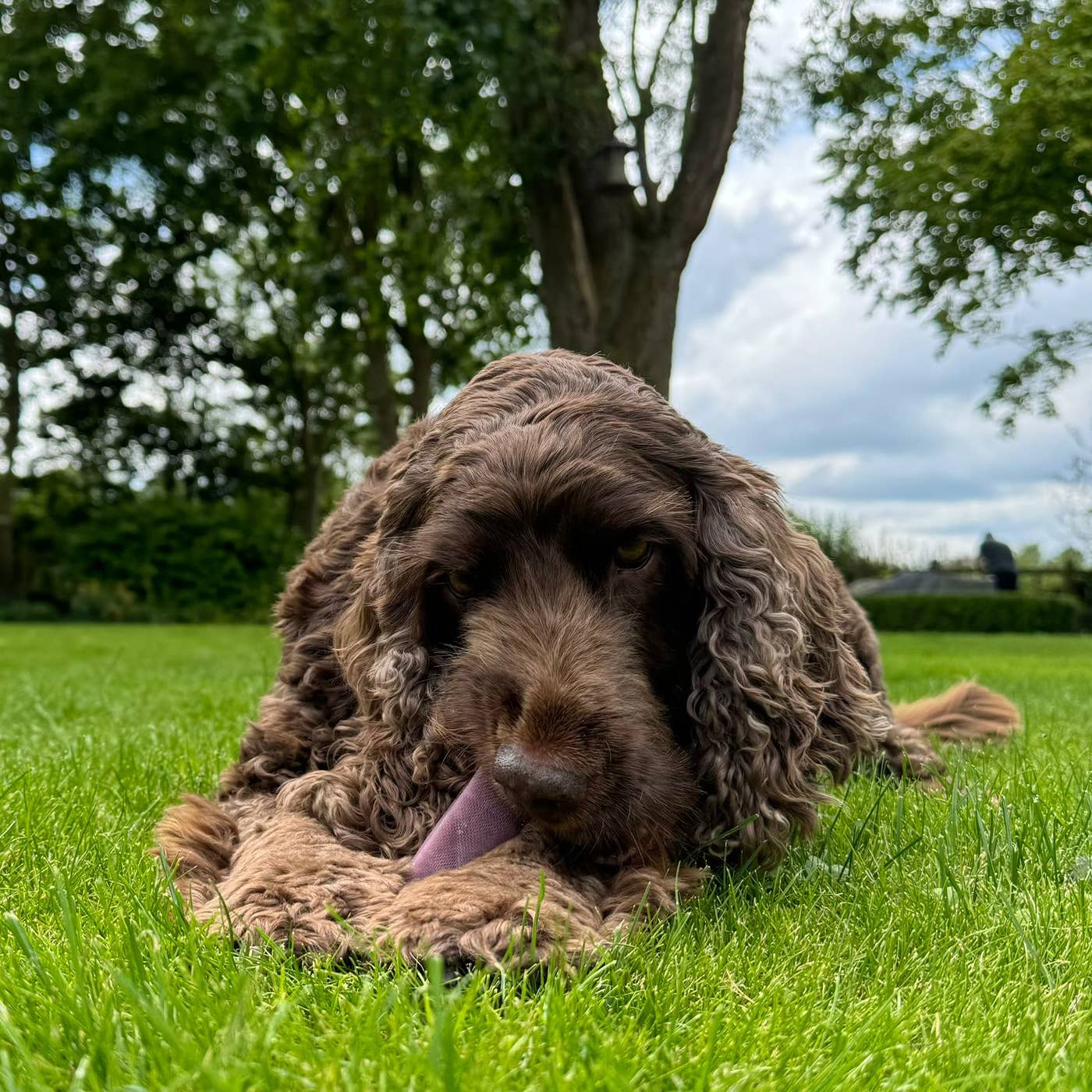 Real Pet Supplies - Wholesale Pet Treats - Dog - K2 Yak Chews 100% Natural Dog Treats Blueberry Medium1