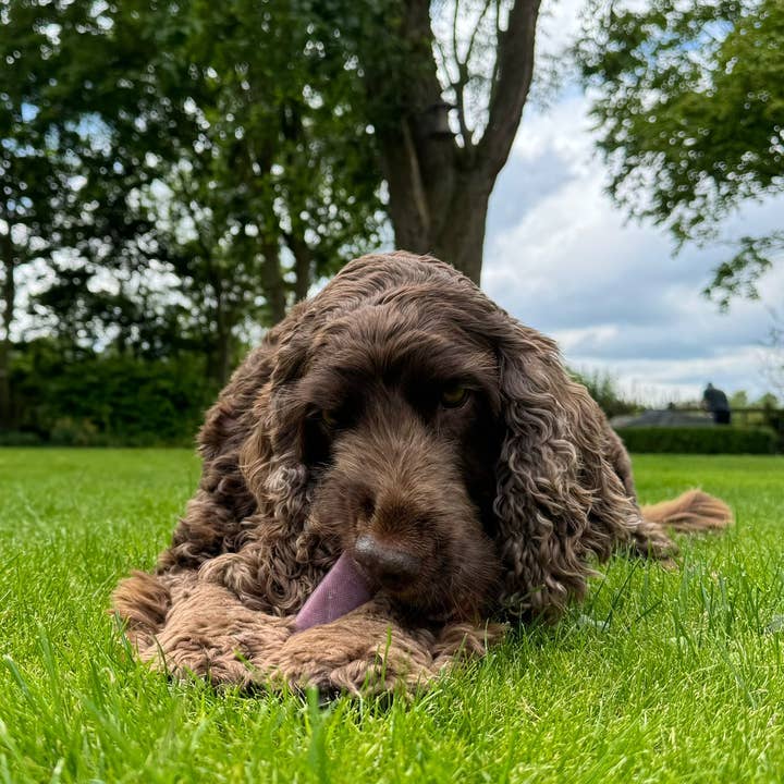 Real Pet Supplies - Wholesale Pet Treats - Dog - K2 Yak Chews 100% Natural Dog Treats Blueberry Medium1