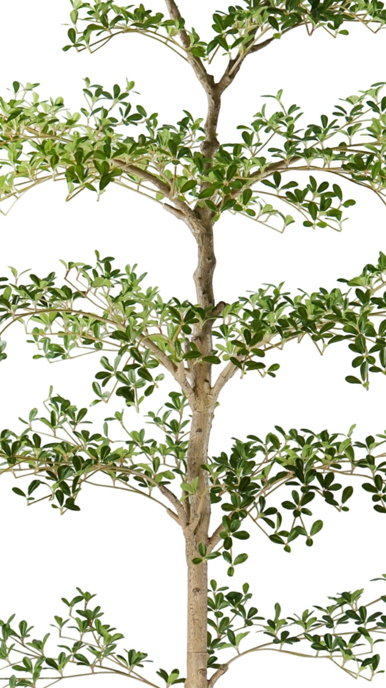 Replica Plants and Decor - Wholesale Artificial Plant - 7' Shady Lady   FP14621