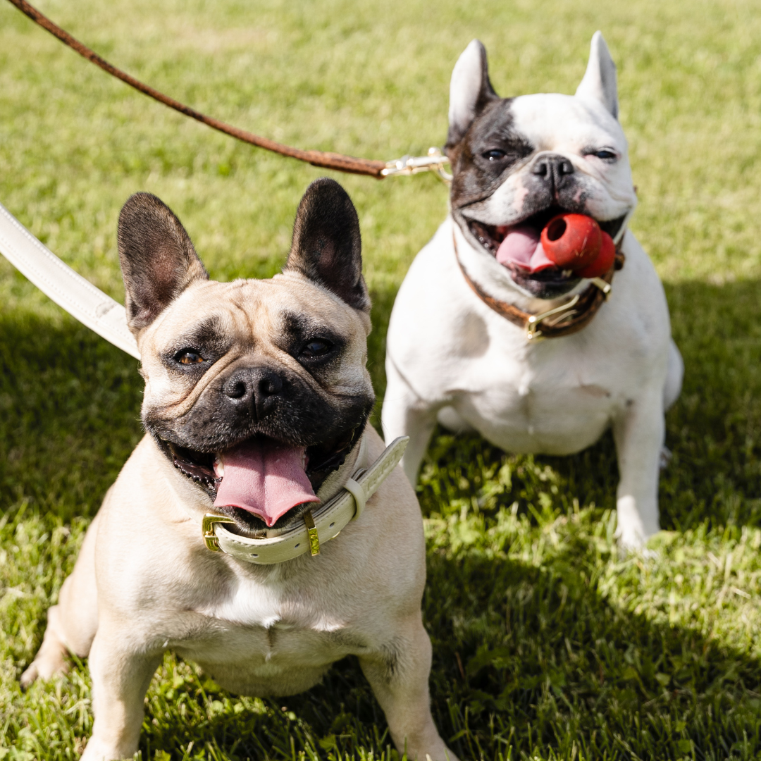 Le Dog Company - Wholesale Pet Collar - Dog - Padded Leather Collar13