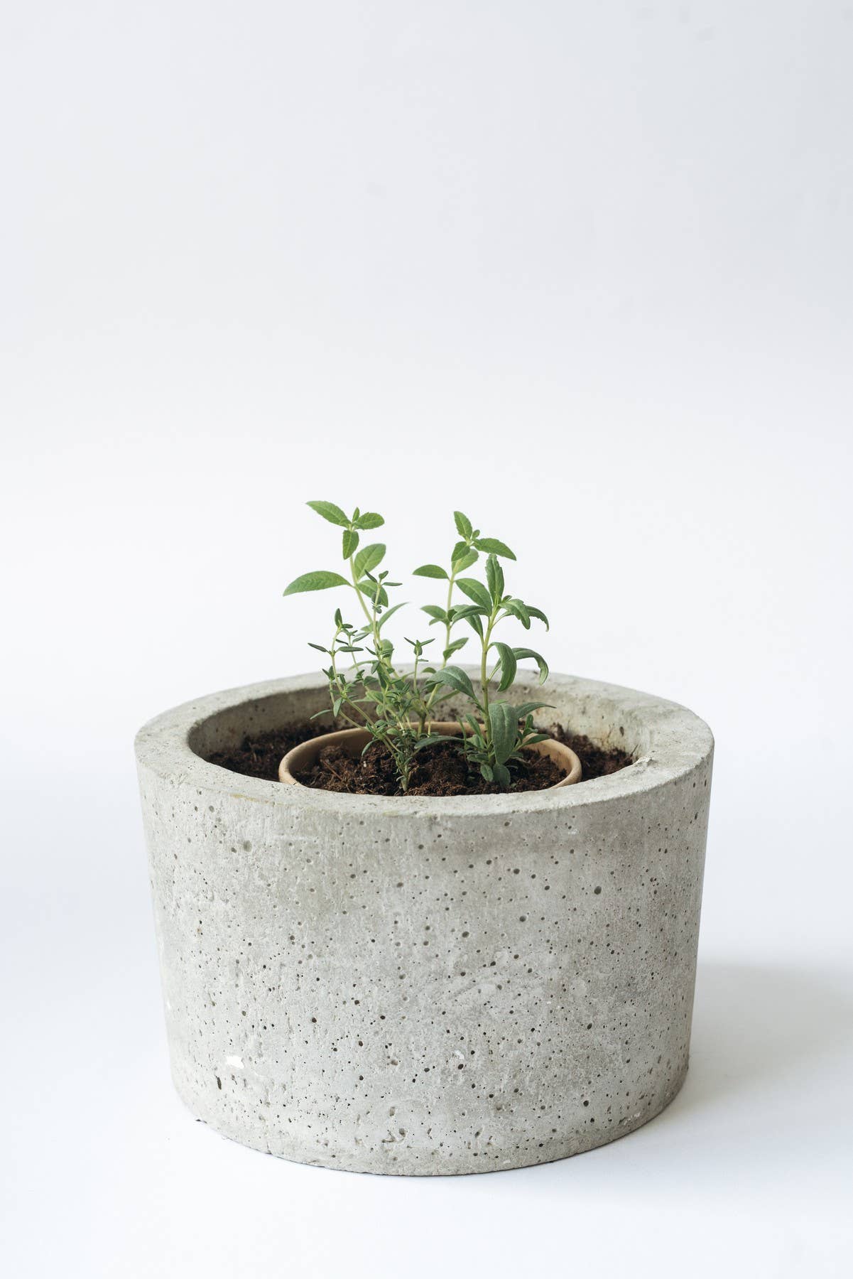 rhoeco - fine organic goods - Venta al por mayor Tés a granel - Mezcla de té de hierbas navideñas - Bébelo y plántalo6