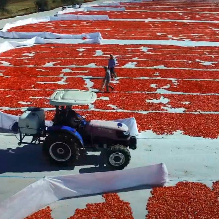 Burlap & Barrel - Wholesale Dried Spice - Sun-Dried Tomato Powder - Single Origin Spice & Seasoning4