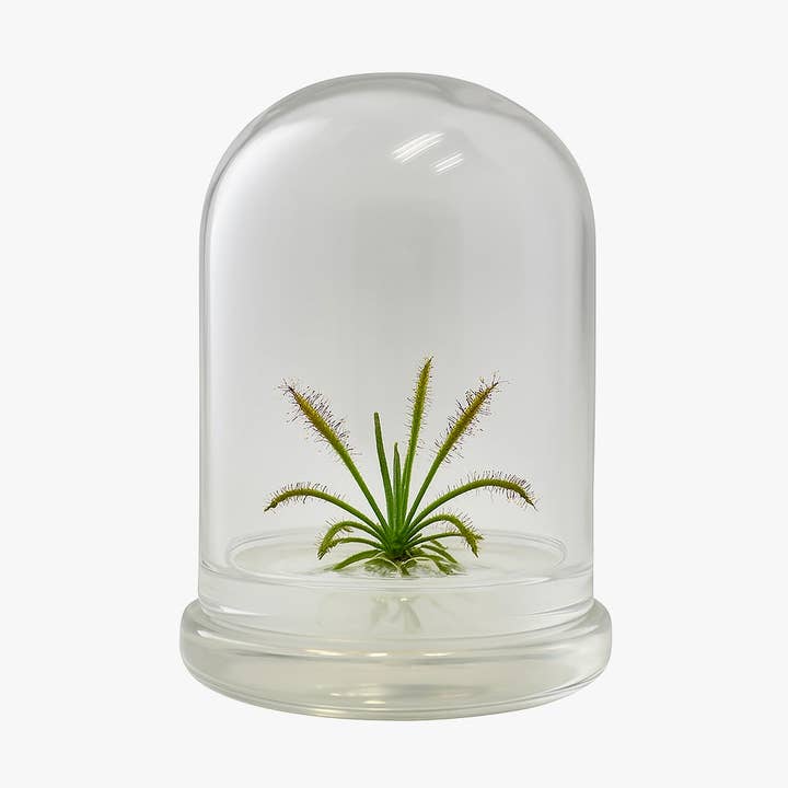 bloomify - Wholesale Live plant - Bloomify Live Drosera Capensis Cape Sundew in glass terrarium (2.5" x 2.5" x 3.2") – Maintenance-Free Carnivorous Plant, Natural Fungus Gnat, Pet-Safe, Unique Carnivorous Plant Terrarium Gift for Enthusiasts, Collectors, & Nature Lovers0