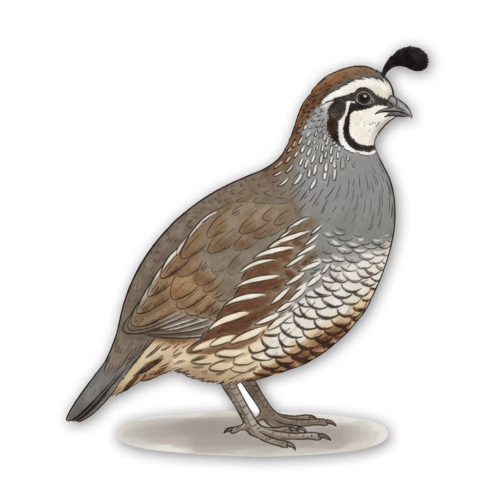 Icône de Californie - Autocollant de caille pour la vente par Sticker Atlas