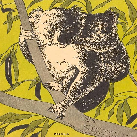 Impression d'art AN-344 Koalas pour la vente par Found Image Press