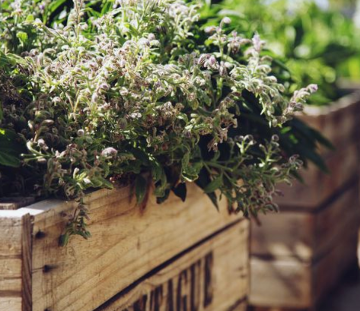 Little Veggie Patch Co – Großhandel Pflanzensamen – Borretsch 'Gemein' Erbstücksamen4