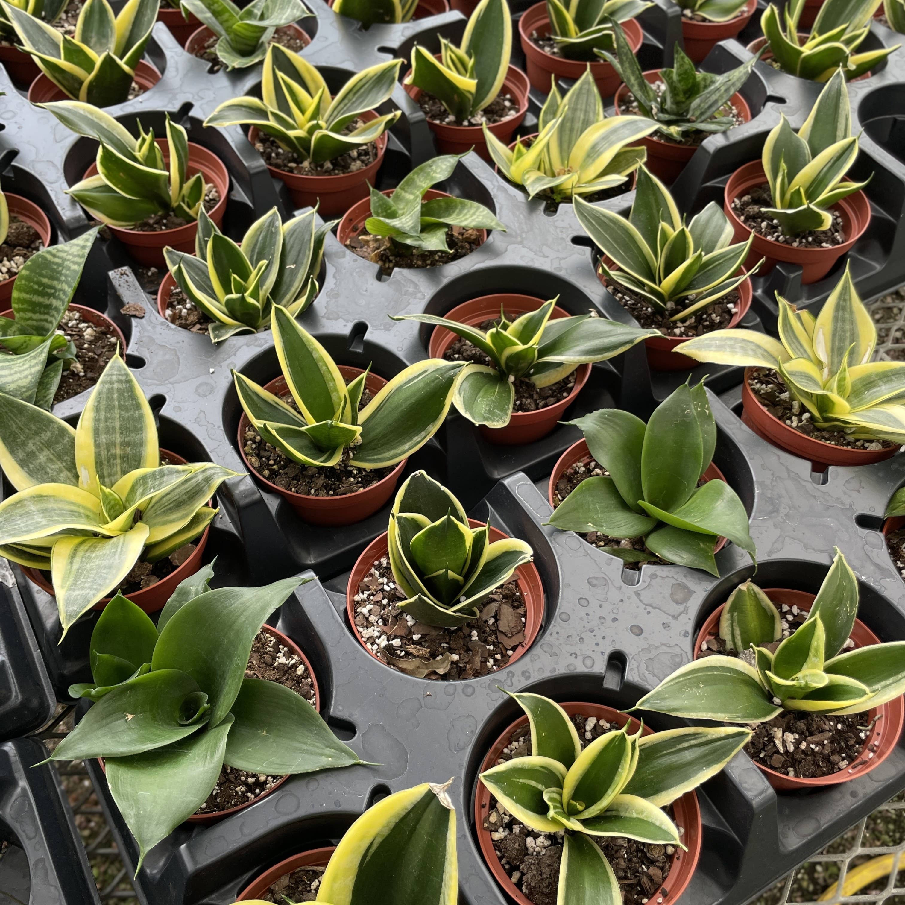 Thorsen's Greenhouse - Wholesale Live Plant - Bird's Nest Snake Plant - Live Plant - Assorted Varieties6