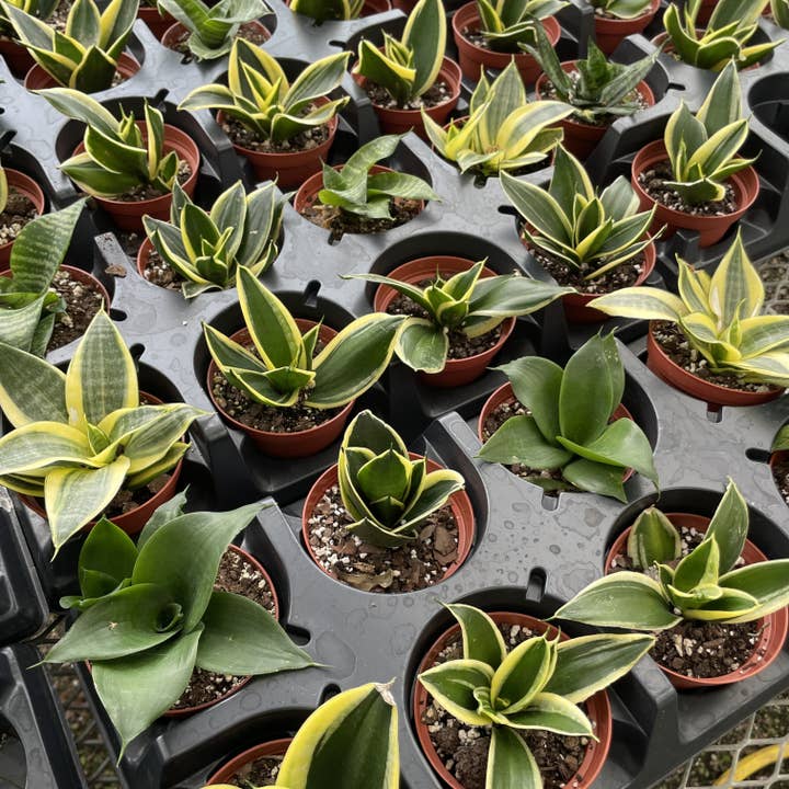 Thorsen's Greenhouse - Wholesale Live Plant - Bird's Nest Snake Plant - Live Plant - Assorted Varieties6