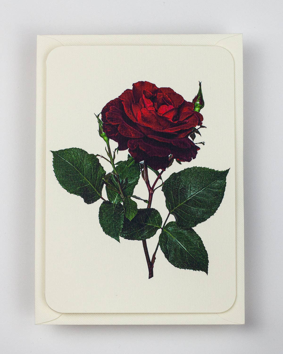 Canonbury Press - Wholesale Love Card - Red Rose Greeting Card | Birthday Card | Luxury Cards1