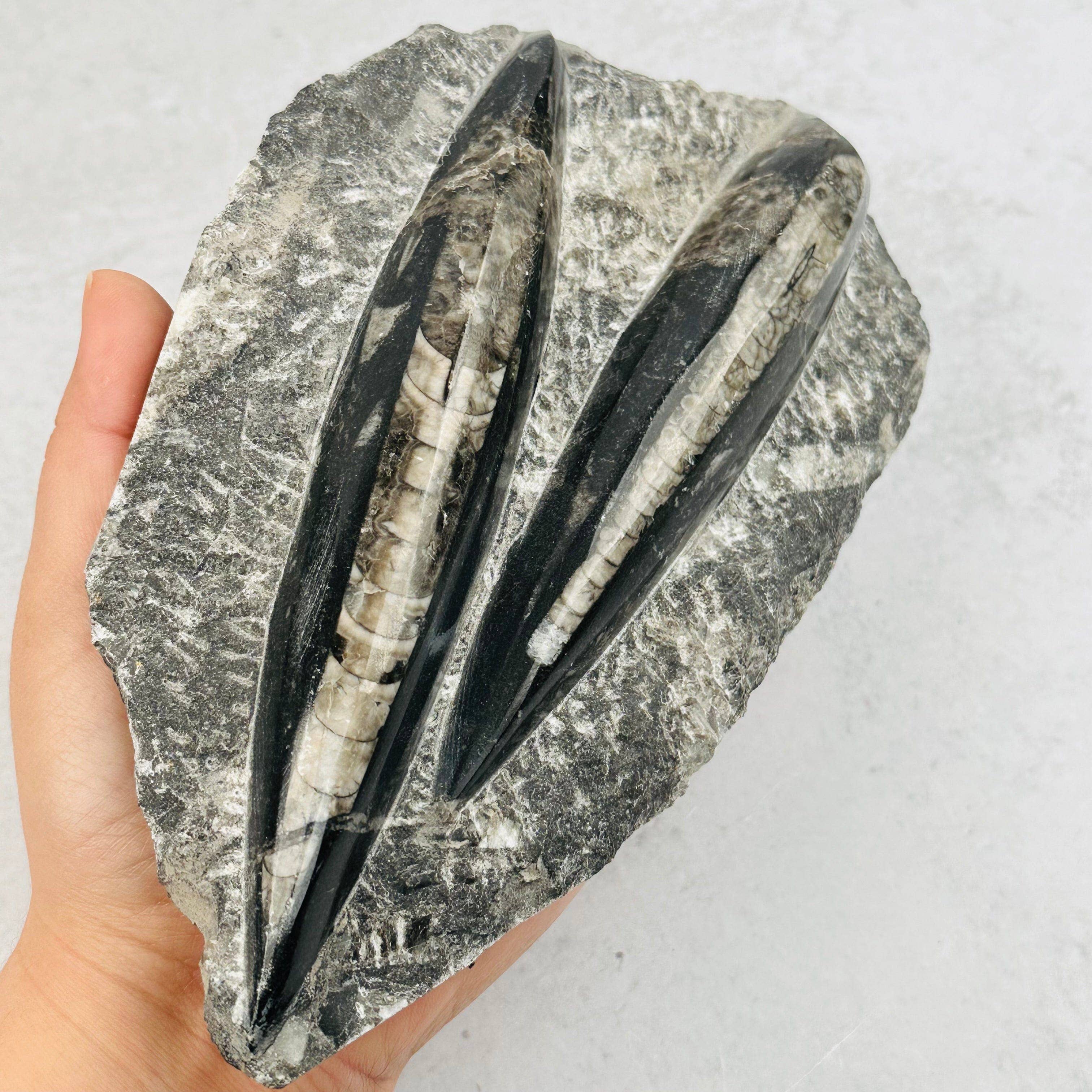 Rock Paradise - Wholesale Spiritual Stone/Crystal - Orthoceras Plaque - 2 Orthoceras - Fossil Collection3