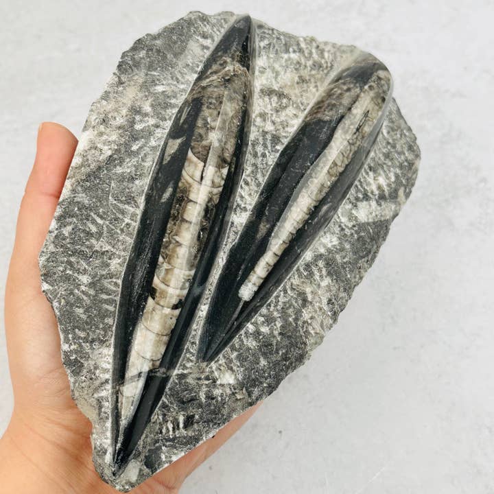 Rock Paradise - Wholesale Spiritual Stone/Crystal - Orthoceras Plaque - 2 Orthoceras - Fossil Collection3