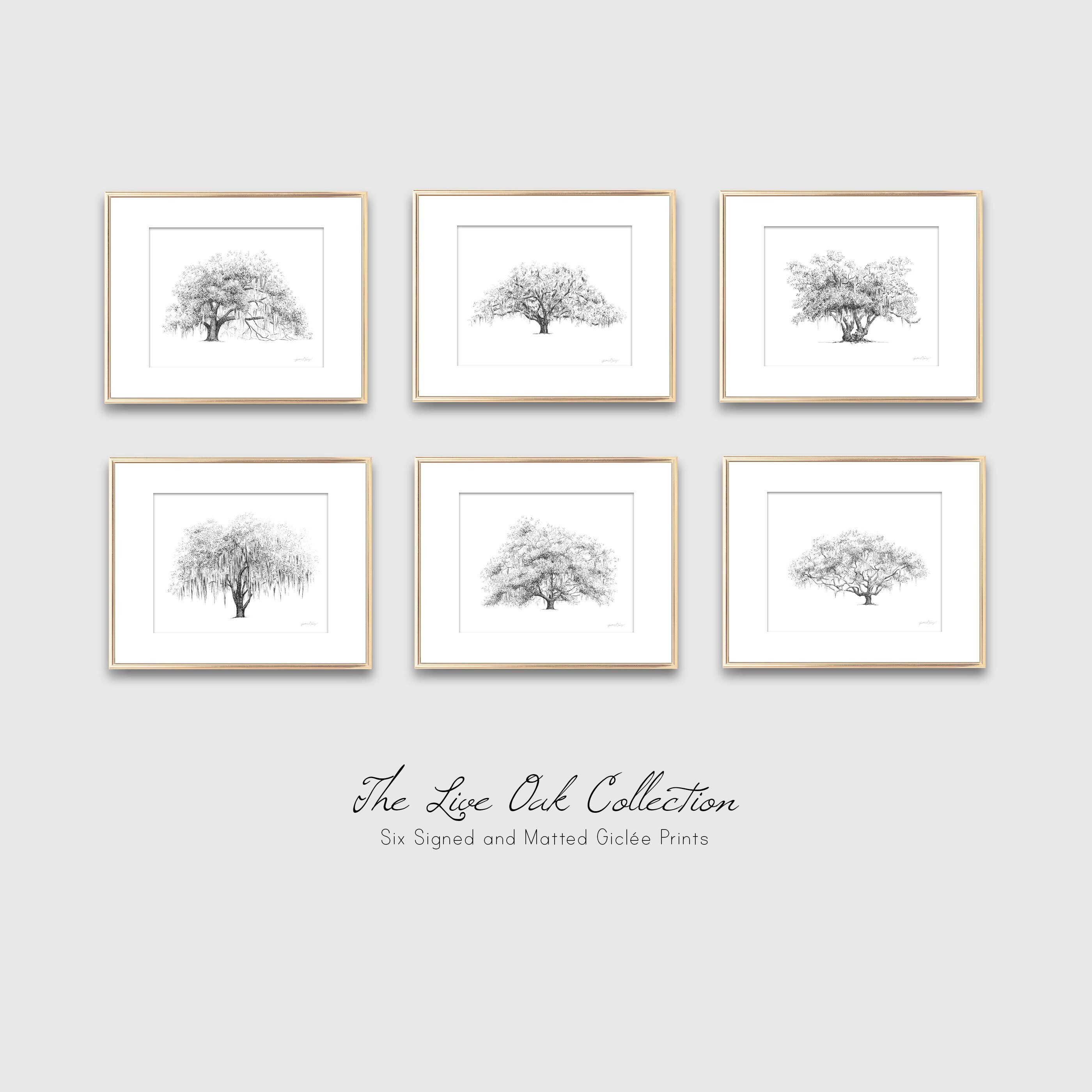 Fly Young Studio - Wholesale Art Print - Hunter Oak Tree - Southern Live Oak Tree Signed Art Print6