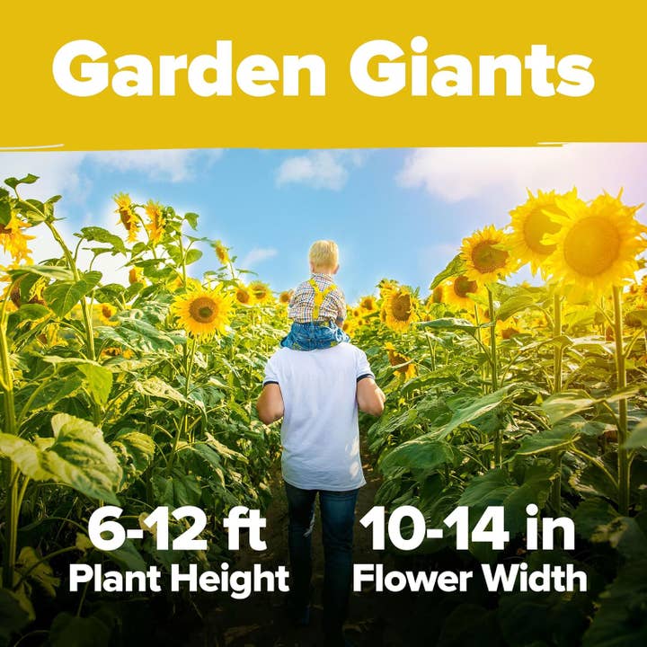 Homegrown Garden - Wholesale Plant Seeds - 520 Giant Sunflower Seeds for Planting - Mammoth Sunflower3