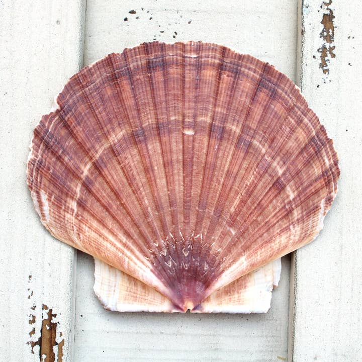 California Seashell Company - Wholesale Decorative Tabletop Object - Irish Flat Pectin Seashells - 3-5" (Rough Edges)2