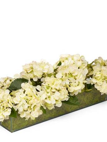 Hydrangea in Rectangular Glass Box for wholesale by T&C Floral Company