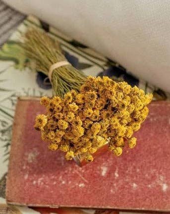 Concari.flores Preservadas - Wholesale Dried/Pressed Flowers - DRIED CHAMOMILE BOUQUET1