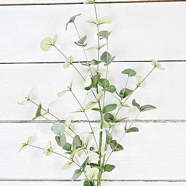 Impressive Enterprises, Inc. - Wholesale Artificial Plant - ISB72693- 32in Silver Dollar Eucalyptus Branch-12/96pcs1