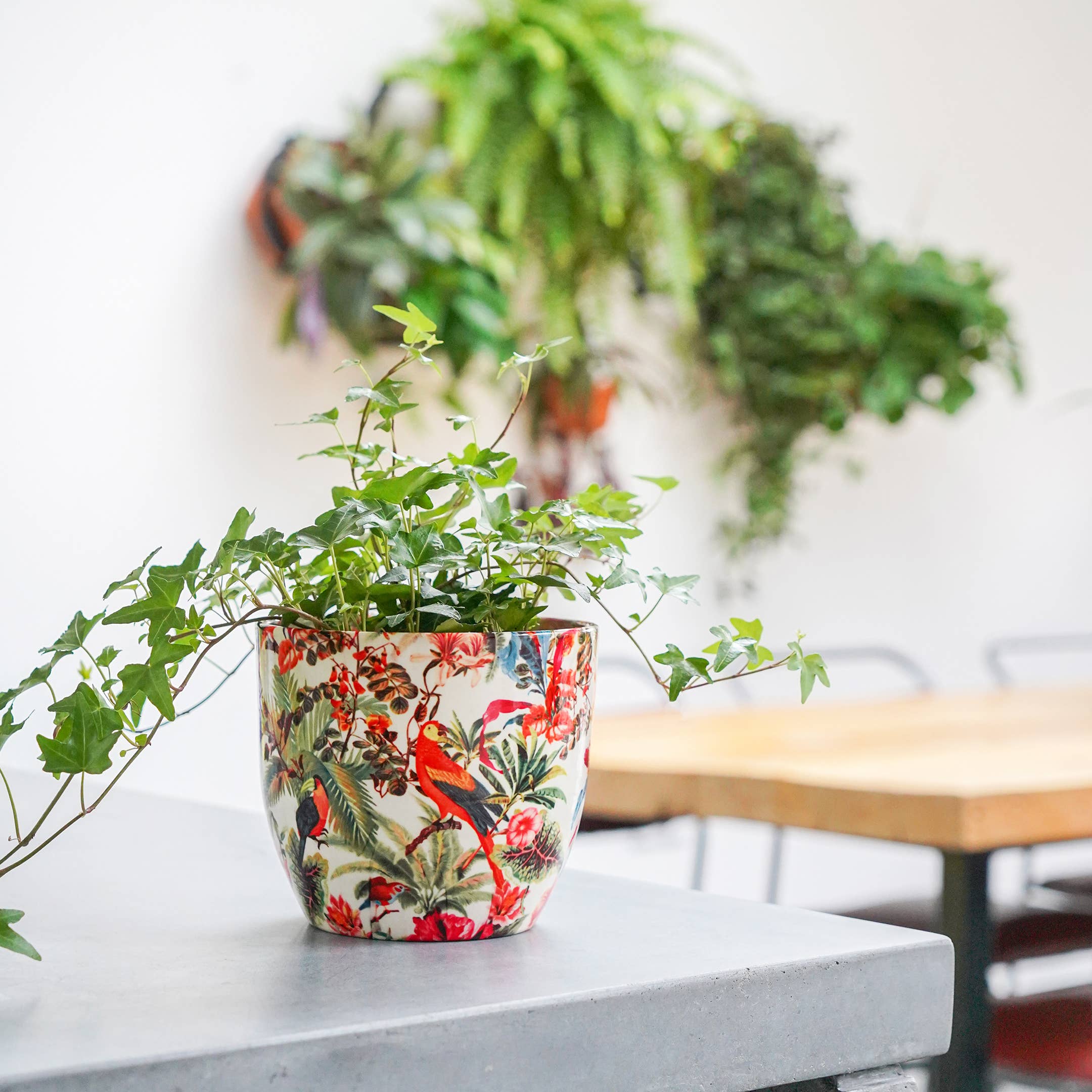 Ivyline - Vendita all'ingrosso Vasi per piante - Vaso per piante da interno in ceramica Monza H16,5 cm x P16,5 cm10