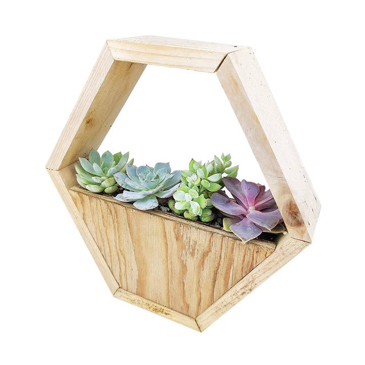 Best Plant Friend - Wholesale Succulent - Succulent Arrangement in Hexagon Wall Planter0