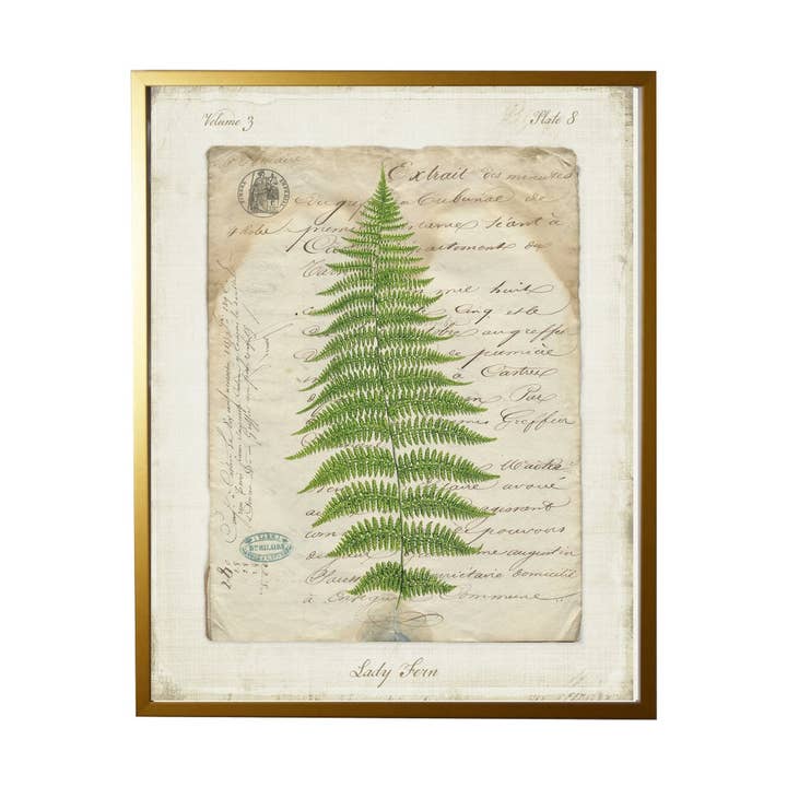 Vintage Document With Lady Fern for wholesale by Antique Curiosities Inc
