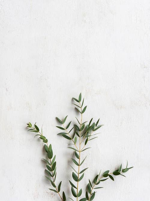 'Folia' Fine Art Photography Print for wholesale by White Hill Home