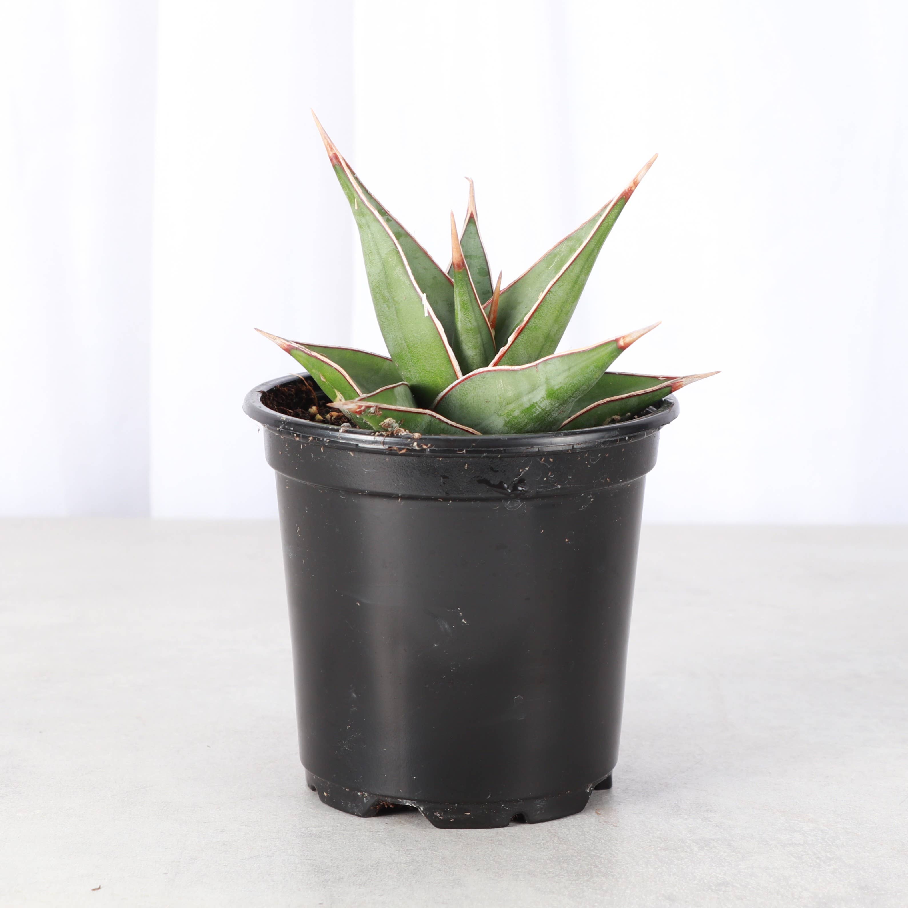 Thorsen's Greenhouse - Wholesale Live Plant - Sansevieria Pinguicula - Walking Snake Plant - 4" Live Plant6