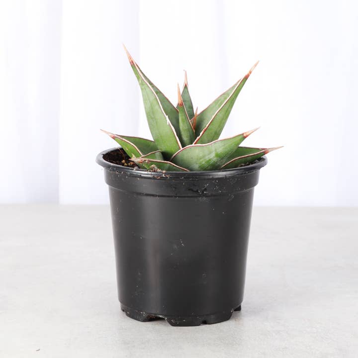 Thorsen's Greenhouse - Wholesale Live Plant - Sansevieria Pinguicula - Walking Snake Plant - 4" Live Plant6