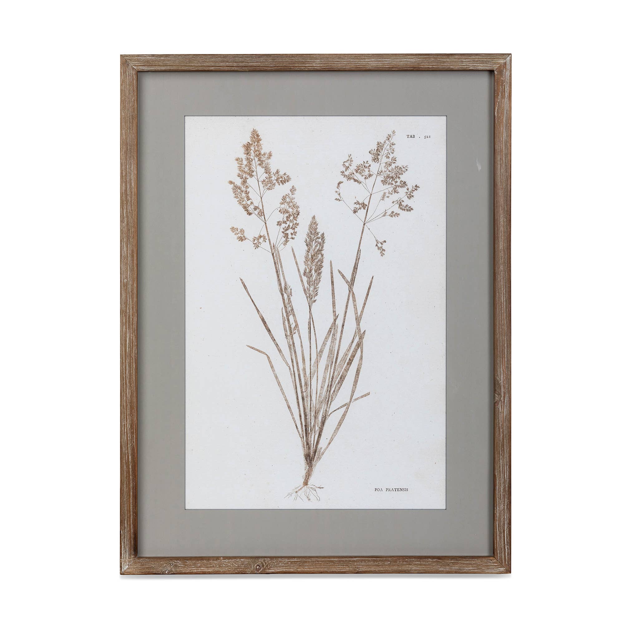 Park Hill Collection - Wholesale Wall Art Set - Framed Botanical Print6