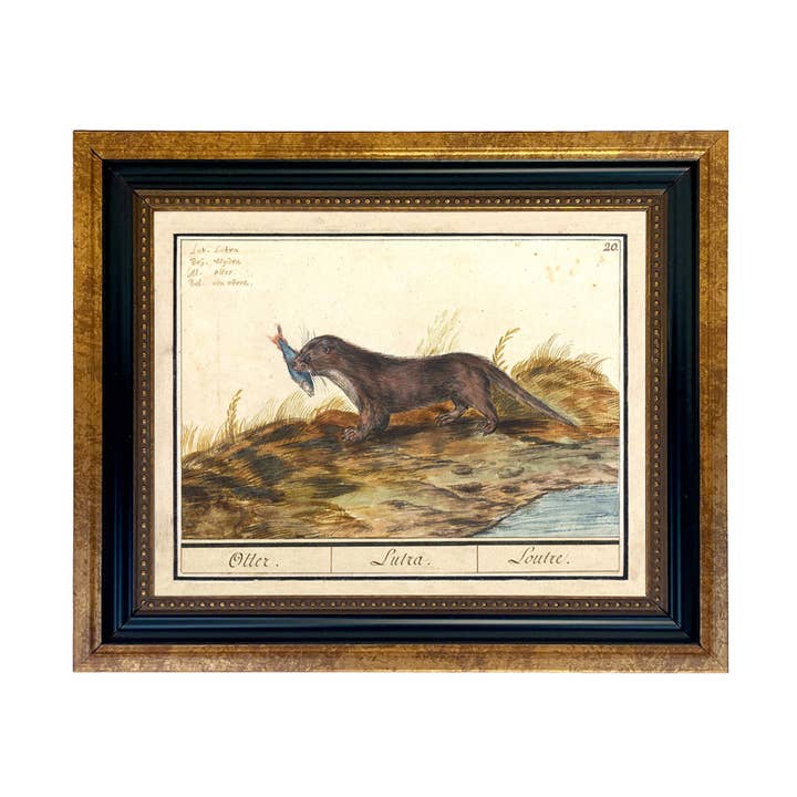 Otter Illustration Framed Print Behind Glass for wholesale by Madison Bay Co. - Historical Home Decor Reproductions