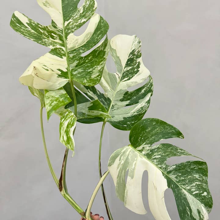PlantTheStudio - Wholesale Live Plant - Monstera Albo Borsigiana Variegata 3-4-Leaf Cutting