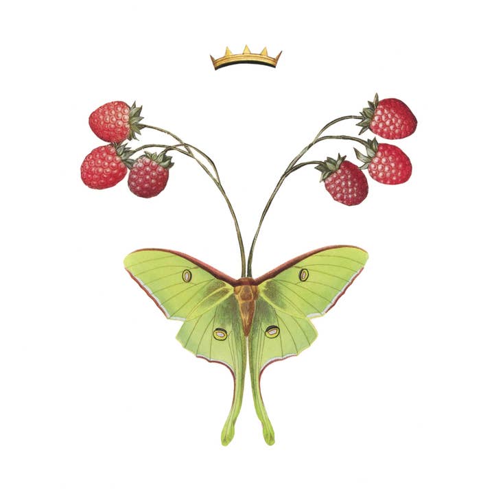 Metamorphosis #1 (luna moth) print for wholesale by Nature Morph
