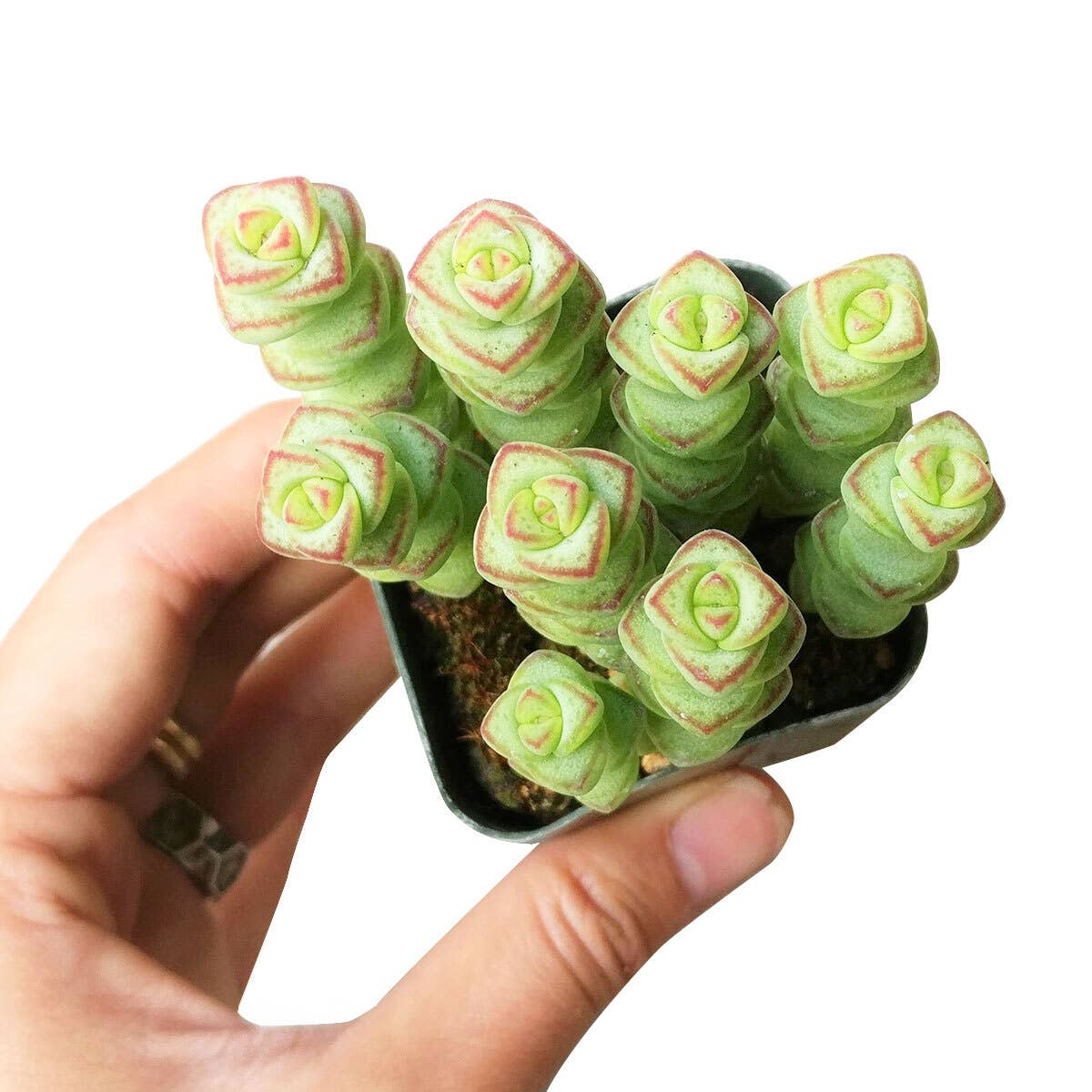 Best Plant Friend - Wholesale Succulent - Crassula Baby Necklace - Live Succulents Plant 2/4 inch Pot2
