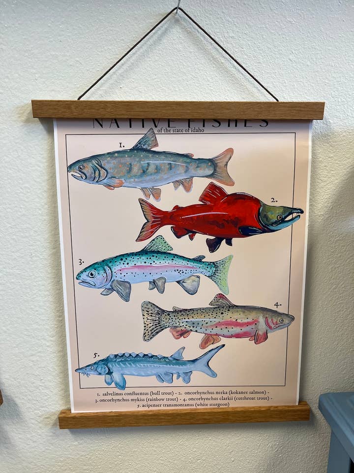 11"x14" Scientific Native Fish of Idaho Poster w/ Hanger for wholesale by Jess Wagner Art