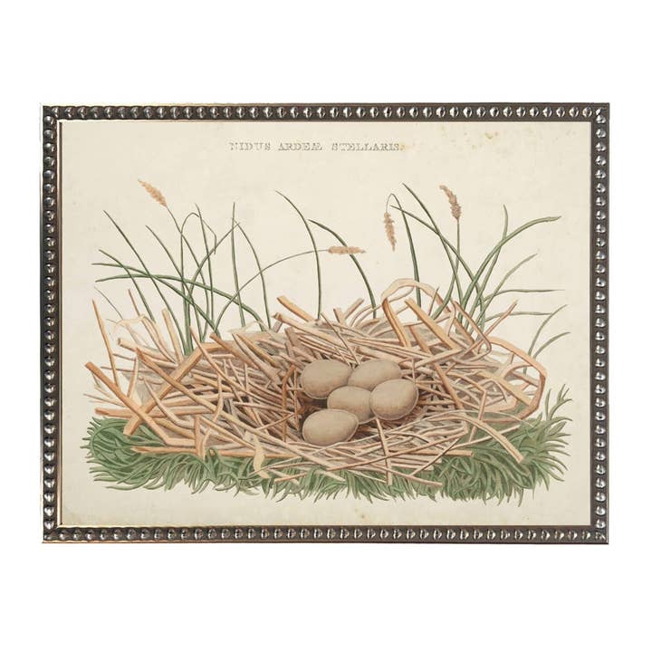 Bittern eggs and nest bookplate on a distressed background for wholesale by Antique Curiosities Inc