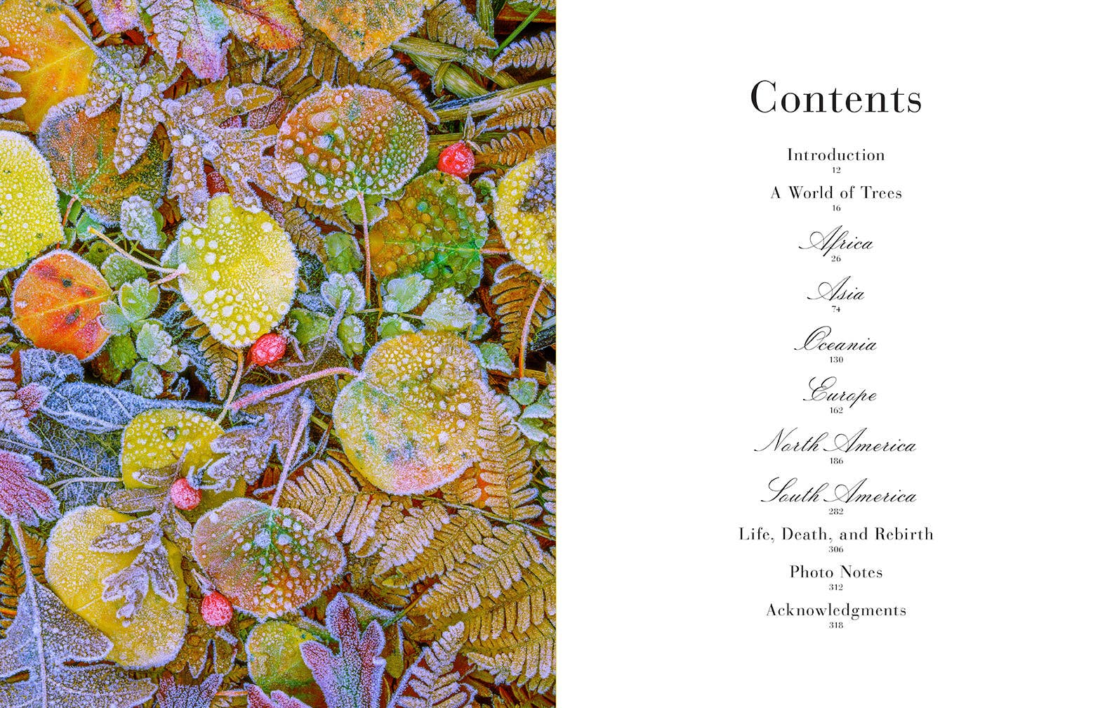 Insight Editions - #1 Pop Culture Publisher - Wholesale Nature & Outdoors Book - Trees1