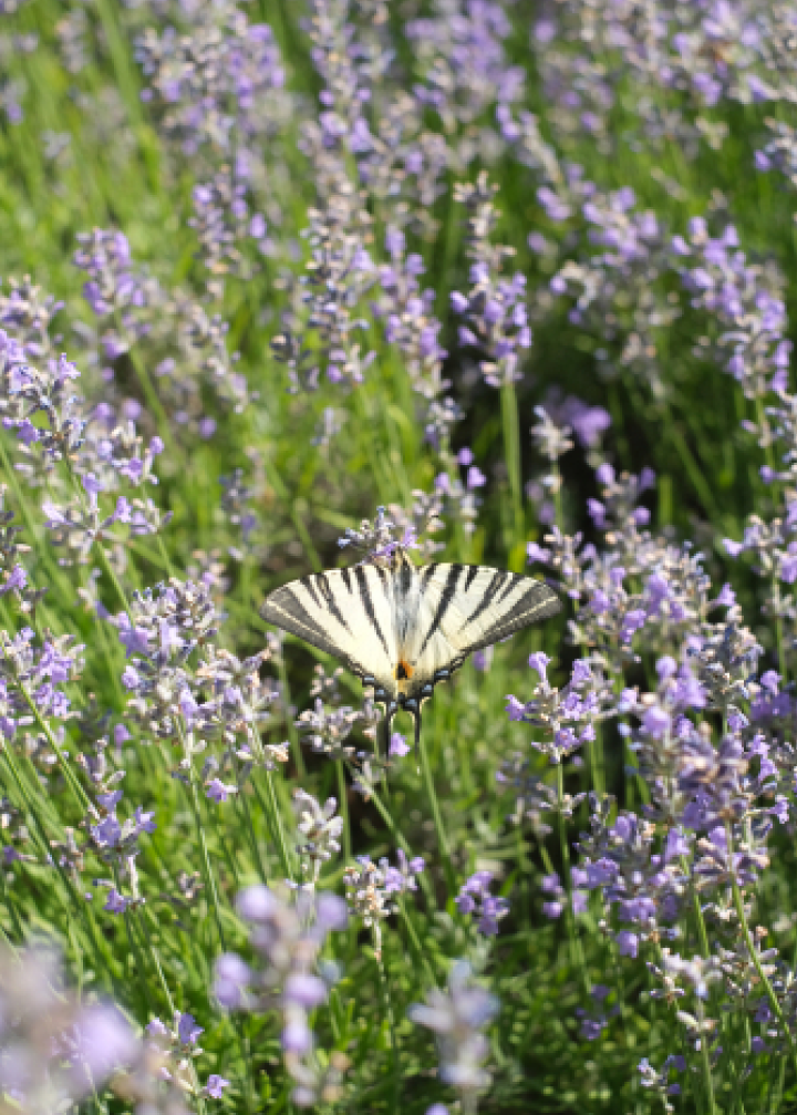 Kruut - Wholesale Sage Bundle - Take it easy incense bundle3