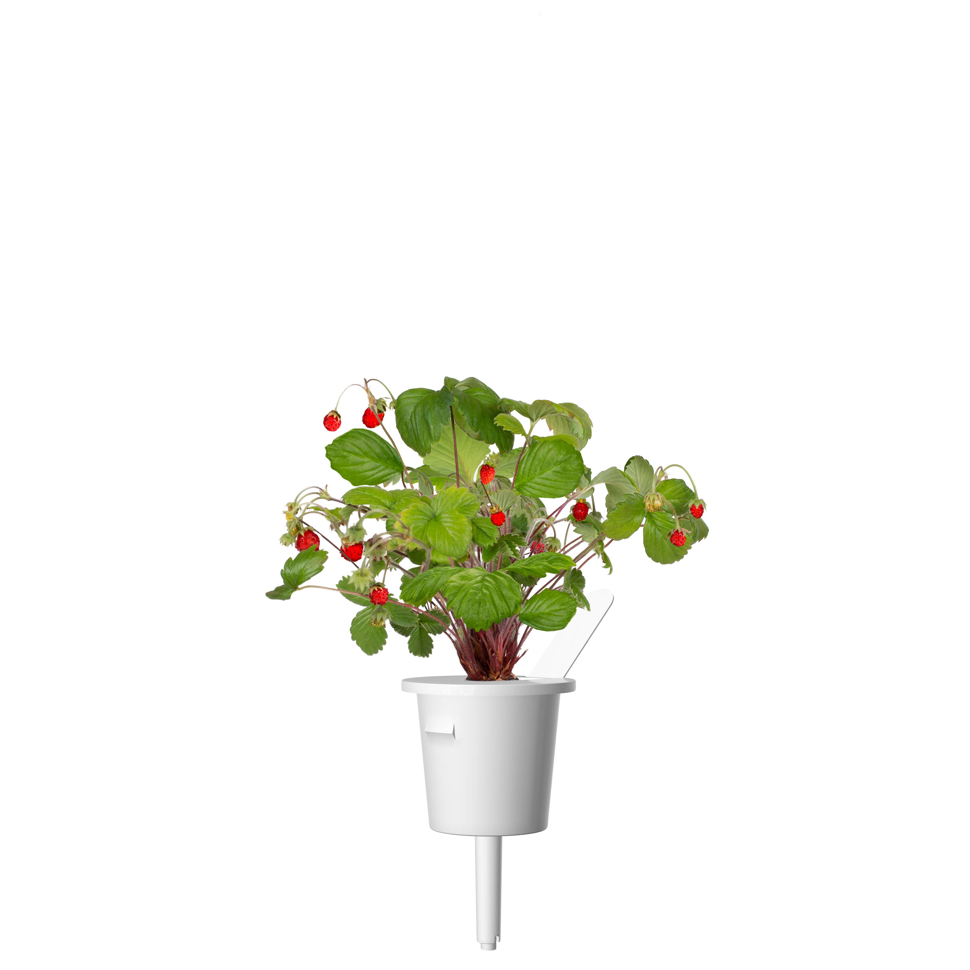 Click and Grow - Vente Graines de plantes - Gousses de Fraise des Bois3