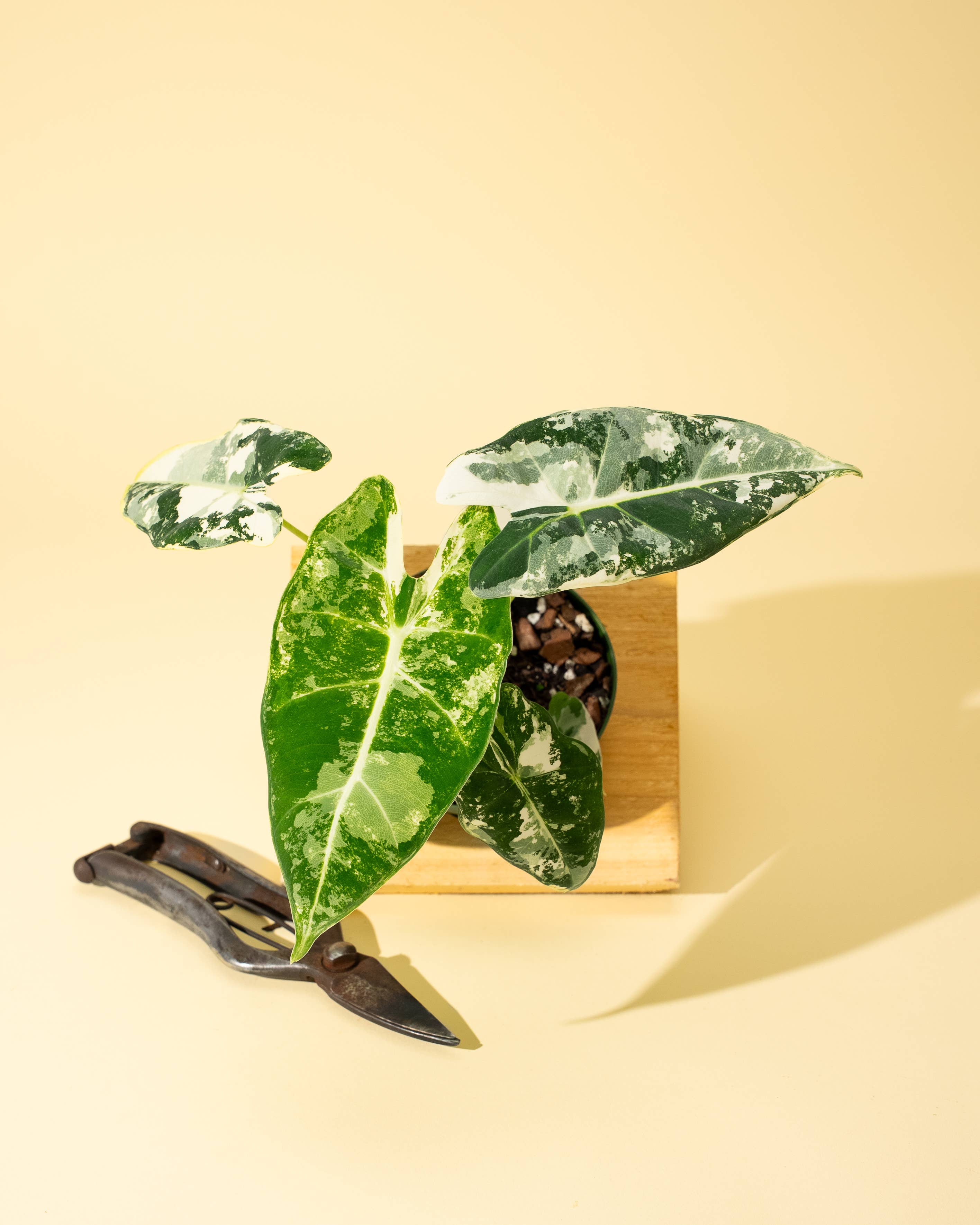 BWH Plant Co - Wholesale Live Plant - 4" Variegated Alocasia 'Frydek'