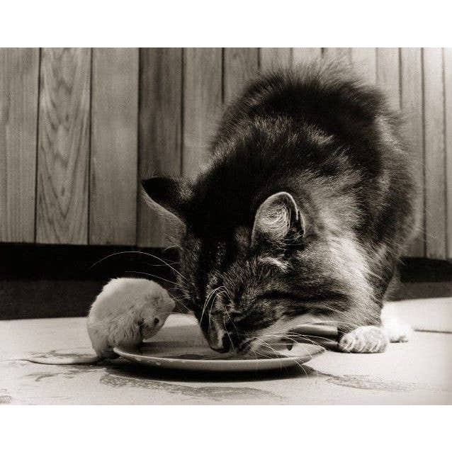 Kat og mus for engroshandel hos Retrospect Greeting Cards