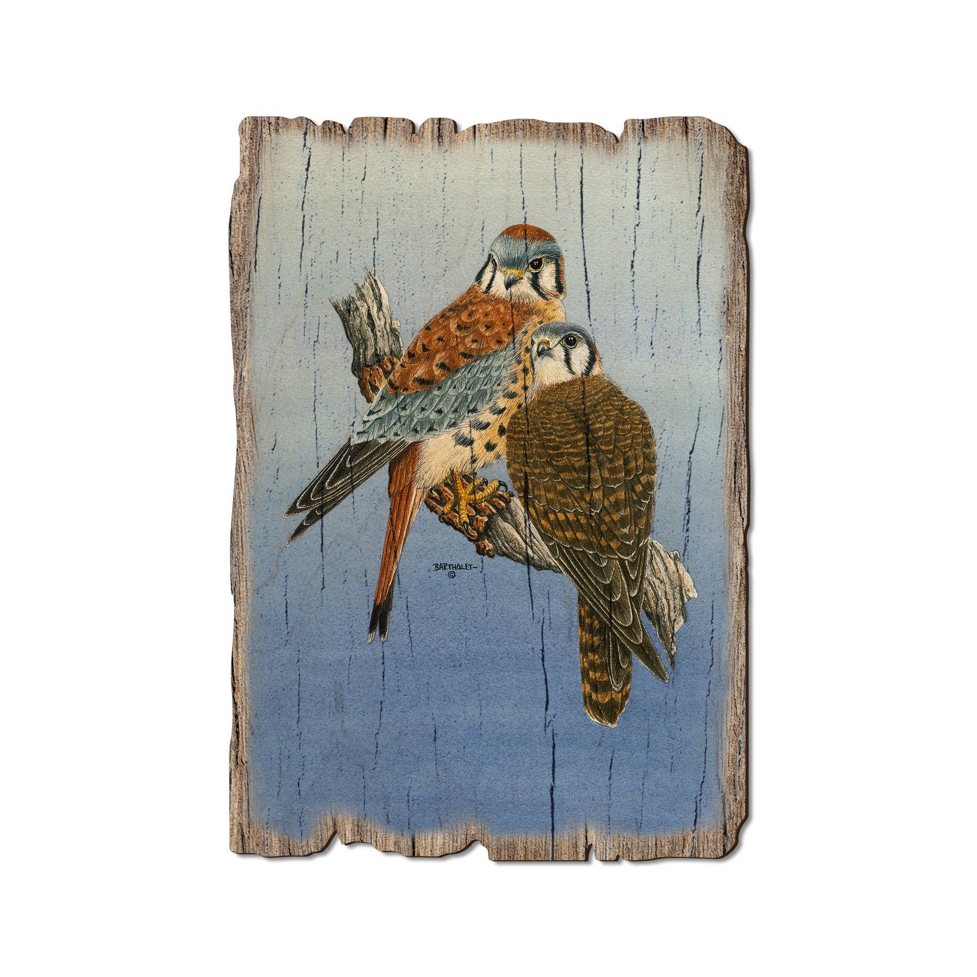 DaydreamHQ - Wholesale Postcard - Kestrels Falcon - Wood Rustic Edge Postcards & Magnets