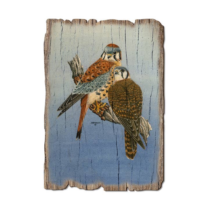DaydreamHQ - Wholesale Postcard - Kestrels Falcon - Wood Rustic Edge Postcards & Magnets0