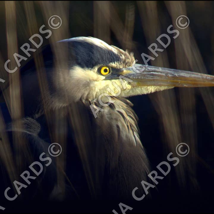 1168 - Hiding Amongst The Reeds for wholesale by Aqua Cards