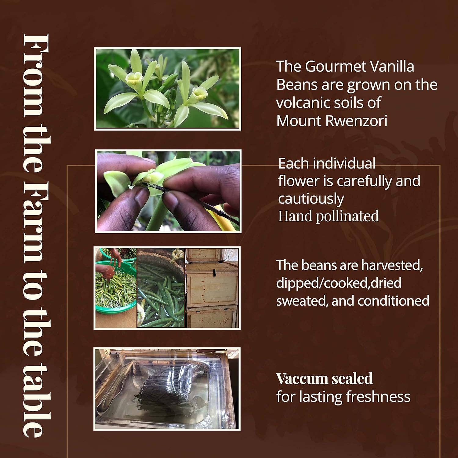 Akshit – Engroshandel Vanilje-/frugtekstrakt – 25 vaniljestænger Grade A 6" - 8" vaniljestænger til smagstilsætning5