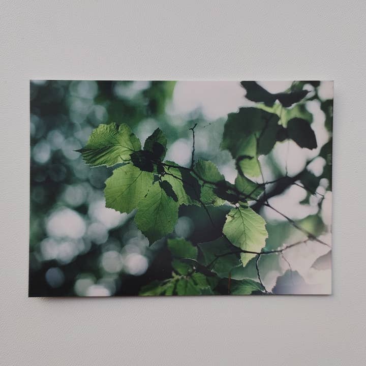 Postcard - Birch (1030) for wholesale by SannCards